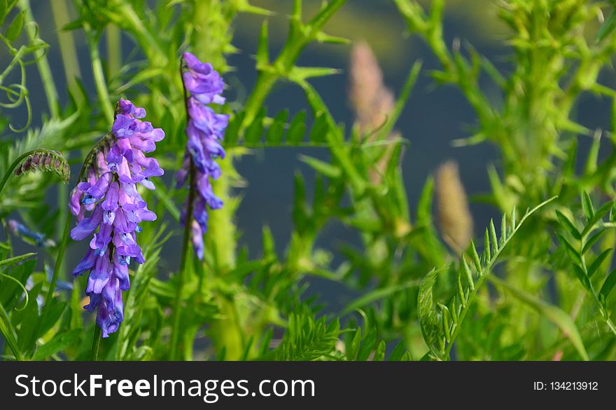 Plant, Hyssopus, Grass, Lupin