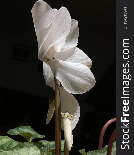 Flower, Plant, White, Flowering Plant