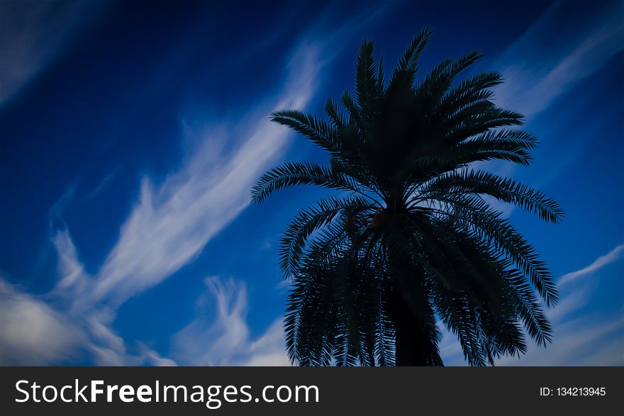 Sky, Cloud, Palm Tree, Arecales