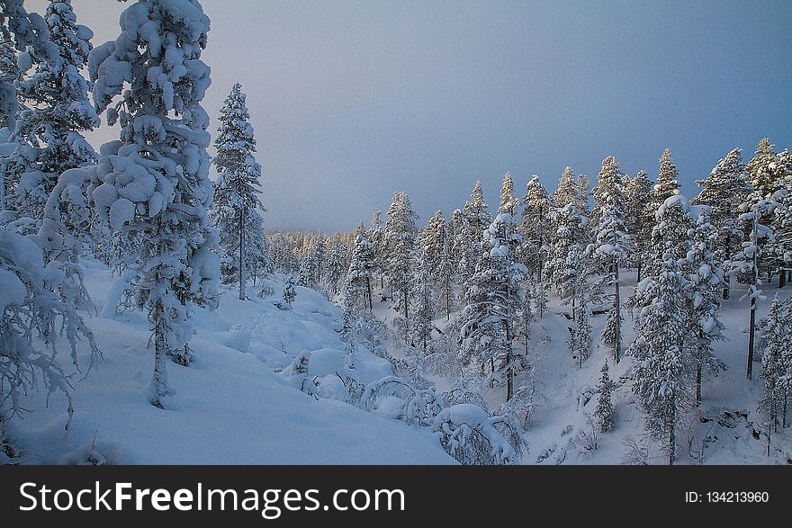 Snow, Winter, Nature, Tree