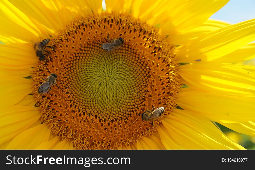Sunflower, Flower, Yellow, Honey Bee