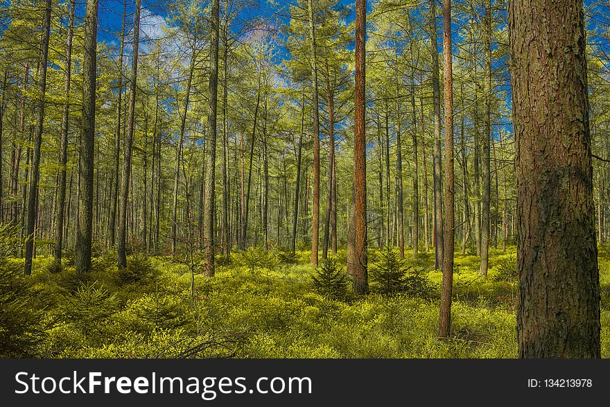 Ecosystem, Temperate Broadleaf And Mixed Forest, Spruce Fir Forest, Nature
