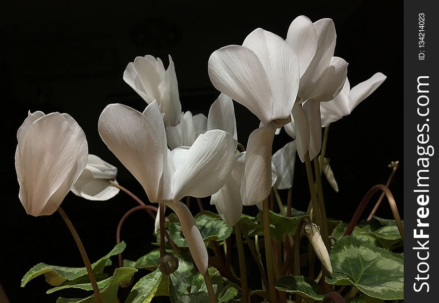Flower, Plant, White, Flowering Plant