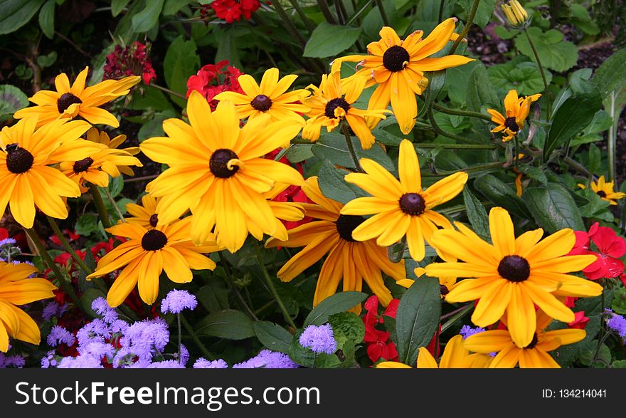 Flower, Plant, Wildflower, Annual Plant