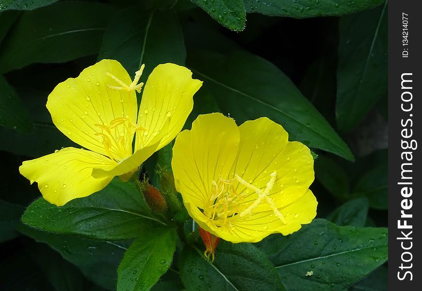 Flower, Yellow, Plant, Evening Primrose