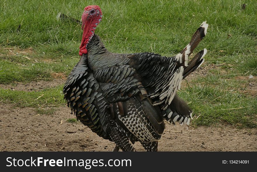 Domesticated Turkey, Wild Turkey, Galliformes, Turkey