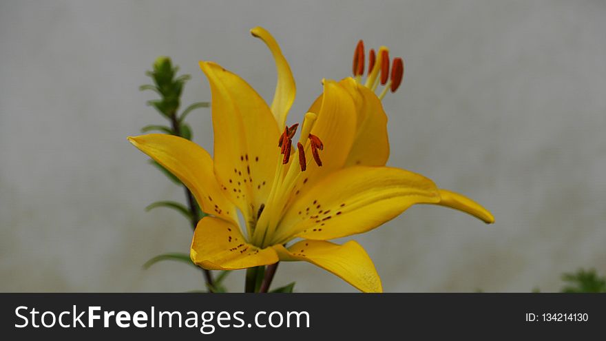 Flower, Plant, Yellow, Lily