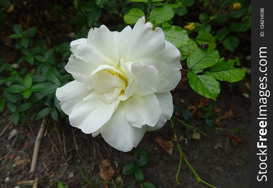 Flower, White, Plant, Rose Family