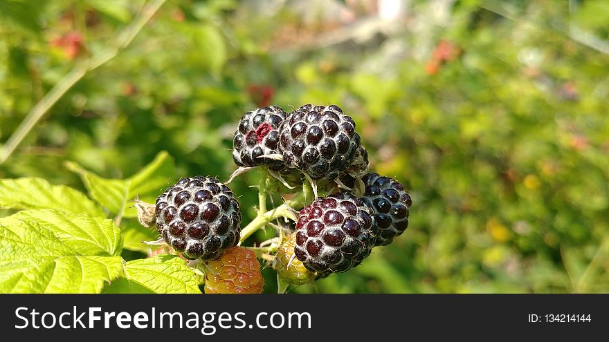 Berry, Blackberry, Raspberries Blackberries And Dewberries, Mulberry