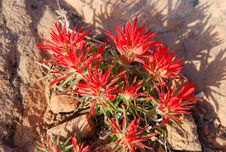 Mountain Flowers In Arches National Park Stock Image Mountain Flowers In Arches National Park Stock Image