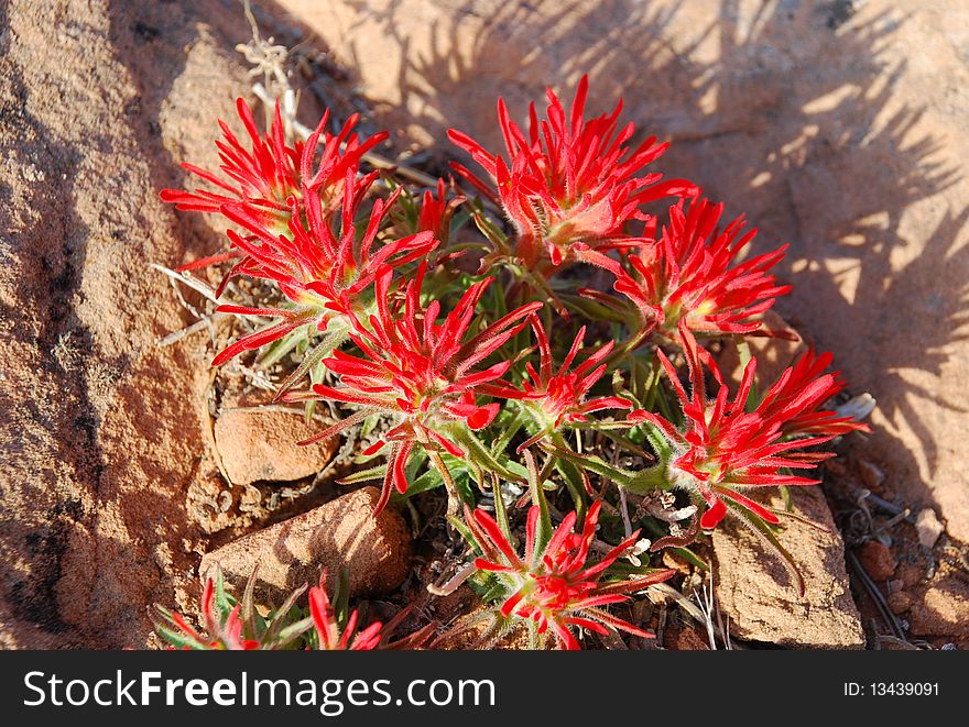 Mountain flowers in Arches National Park at sunny day near Moab, Utah