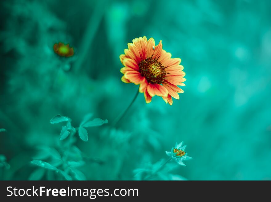 Orange Flower Rudbeckia In The Summer Garden