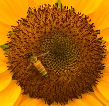 The Pollen Of Sunflower With A Bee Stock Images