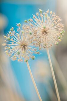 Two Round Spiky Flowers Seed Head On A Green Background Stock Images