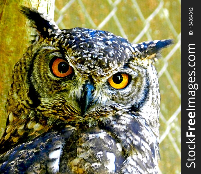 Owl at the Birds sanctuary. It has a hypnotic stare at one. Owl at the Birds sanctuary. It has a hypnotic stare at one.