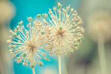 Two Round Spiky Flowers Seed Head On A Green Background Royalty Free Stock Photography