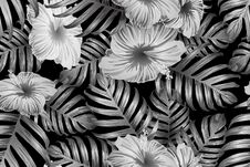 Free Black White Exotic Pattern. Royalty Free Stock Photography - 134486847