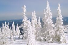 Spruce Trees Covered With White Frost Royalty Free Stock Images
