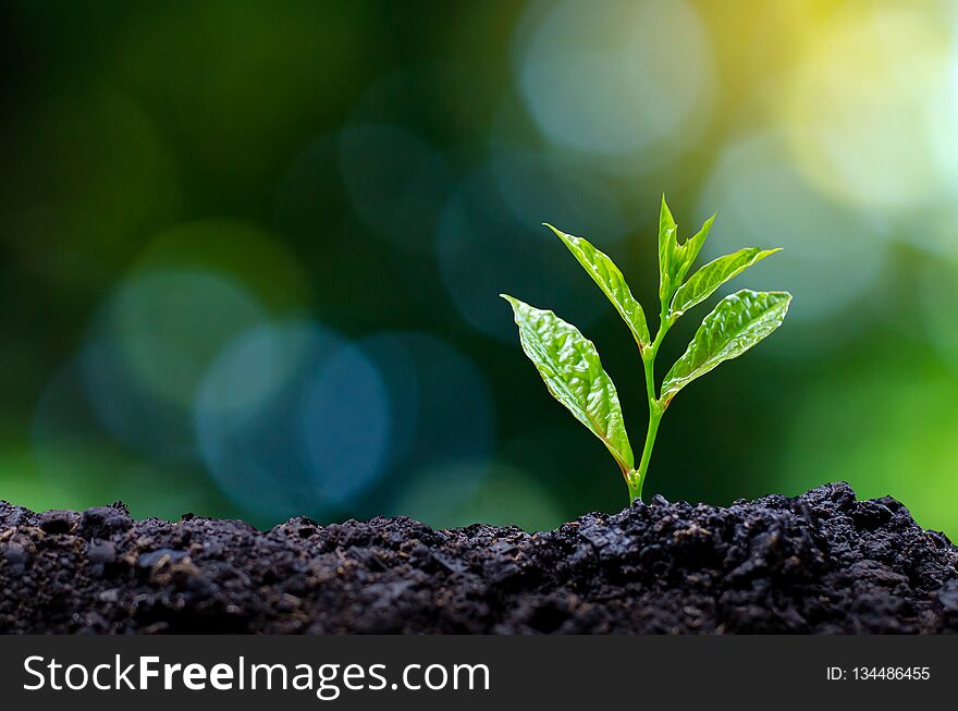 Development of seedling growth Planting seedlings young plant in the morning light on nature background