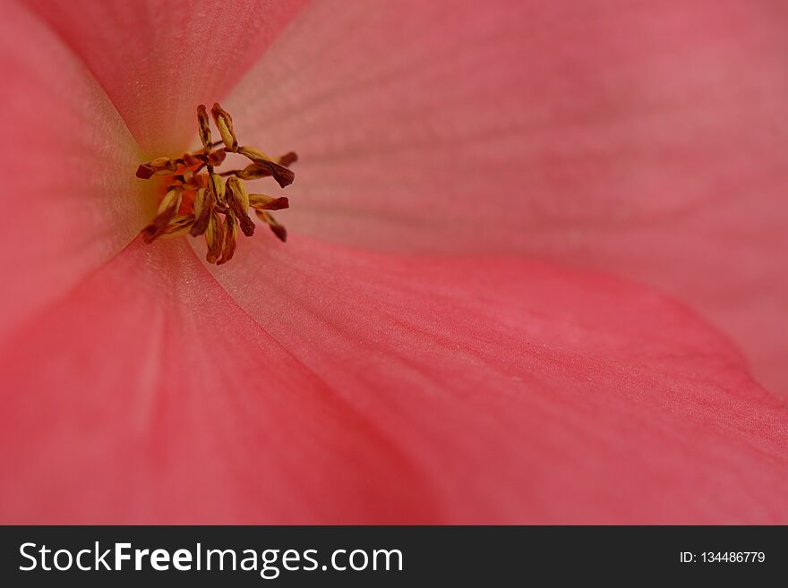 Red Flower Close Up