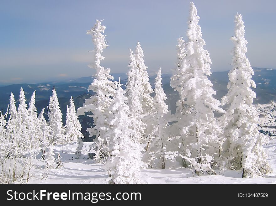Sunlit slim spruces covered densely with white frost on a winter lovely day; panoramic view of vast mountain massif in blue haze. Sunlit slim spruces covered densely with white frost on a winter lovely day; panoramic view of vast mountain massif in blue haze