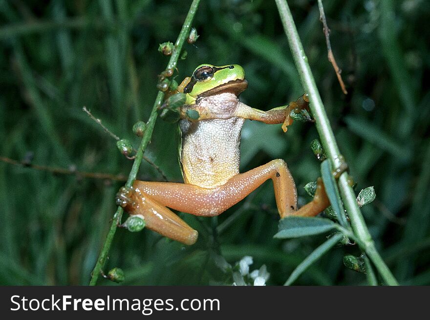 Tree Frog On Green Leaf