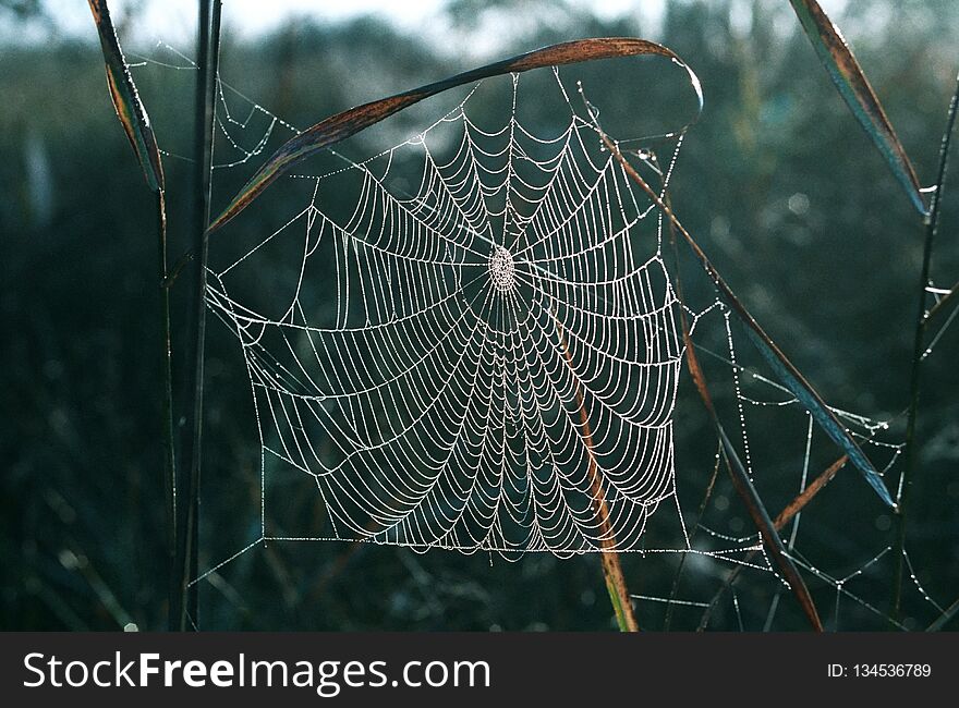 Spider`s web, on which dew drops hang, Ukraine