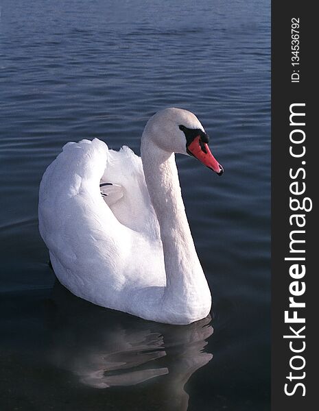 White Swan With A Red Beak Floating On The Water. Birds Of Europe