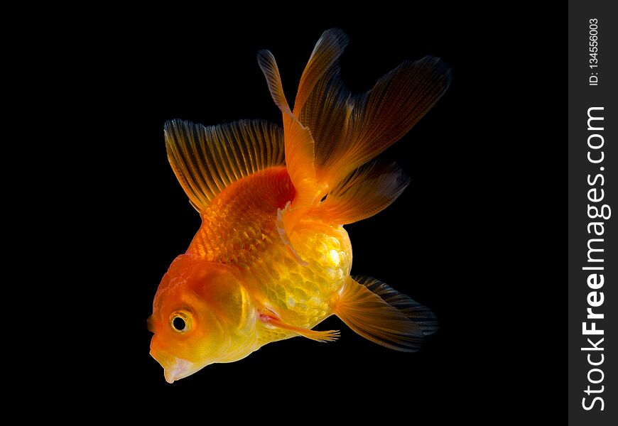 Goldfish isolated on black background. Orange fish beautiful aquarium.