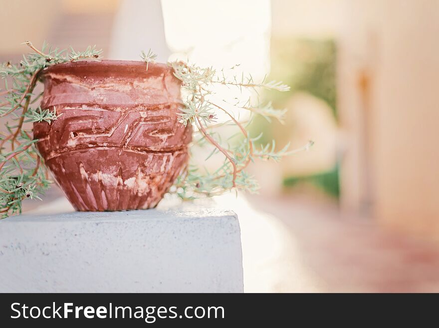 Baked clay vase pot with ornament and plant growing in it in sunset sunlight