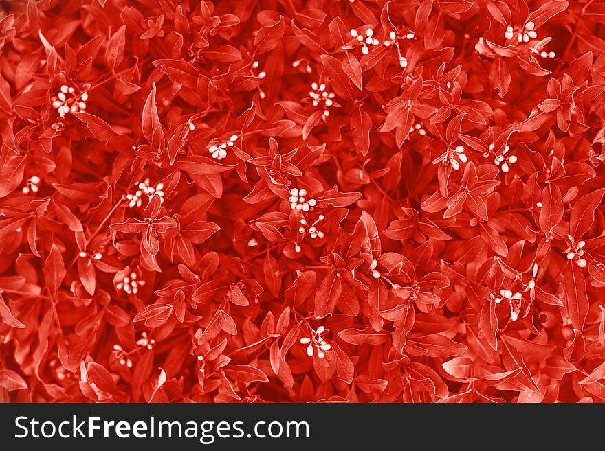 Background made of fresh leaves toned coral color