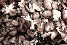 Mushrooms Royalty Free Stock Photo Mushrooms Royalty Free Stock Photo