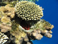 Tropical Coral Reef Stock Image Tropical Coral Reef Stock Image