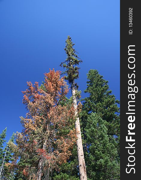 A fir tree rises like a spire in the Cascade Mountains of Washington State. A fir tree rises like a spire in the Cascade Mountains of Washington State.