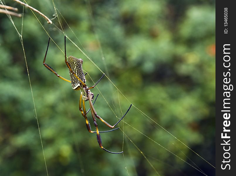 Spider Building A Web