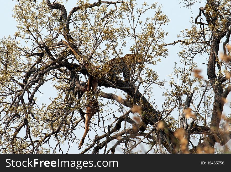 A Leopard With His Prey