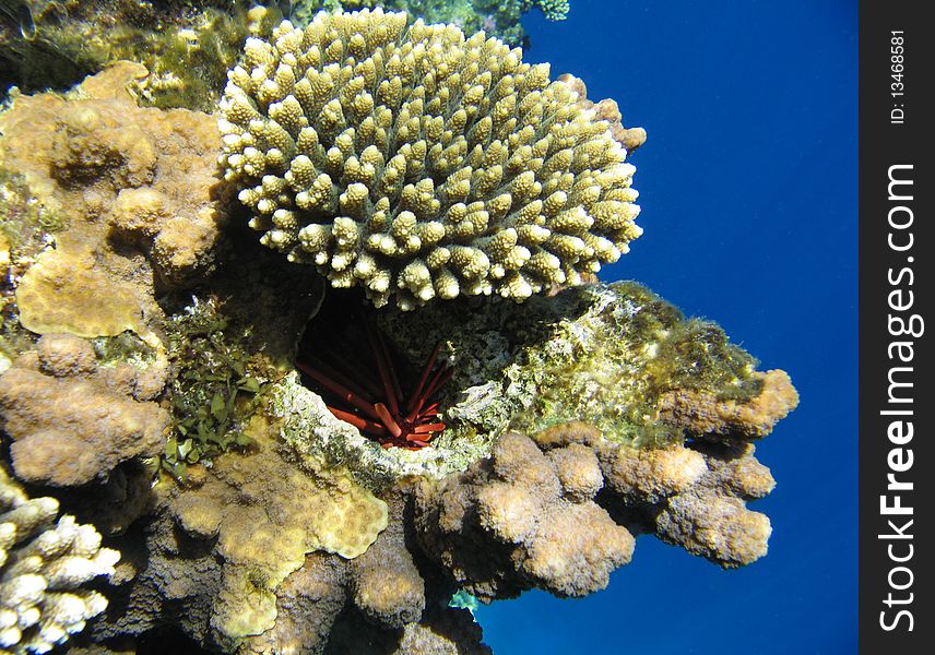 Tropical coral reef and red sea urchin