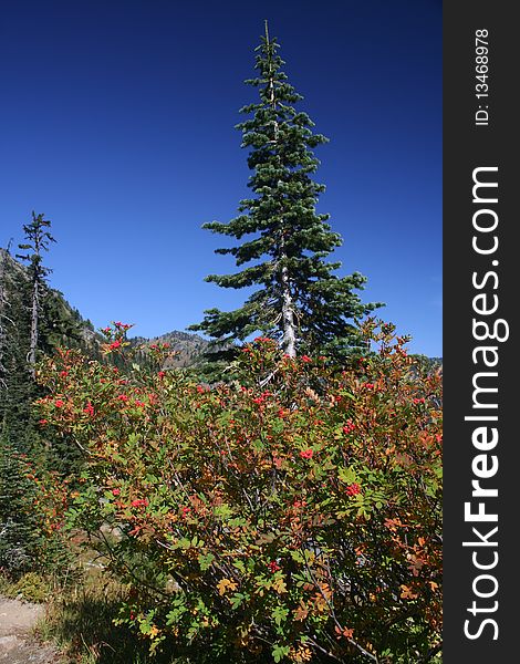 A fir tree rises like a spire near Mt. Rainier in Washington state. A fir tree rises like a spire near Mt. Rainier in Washington state.