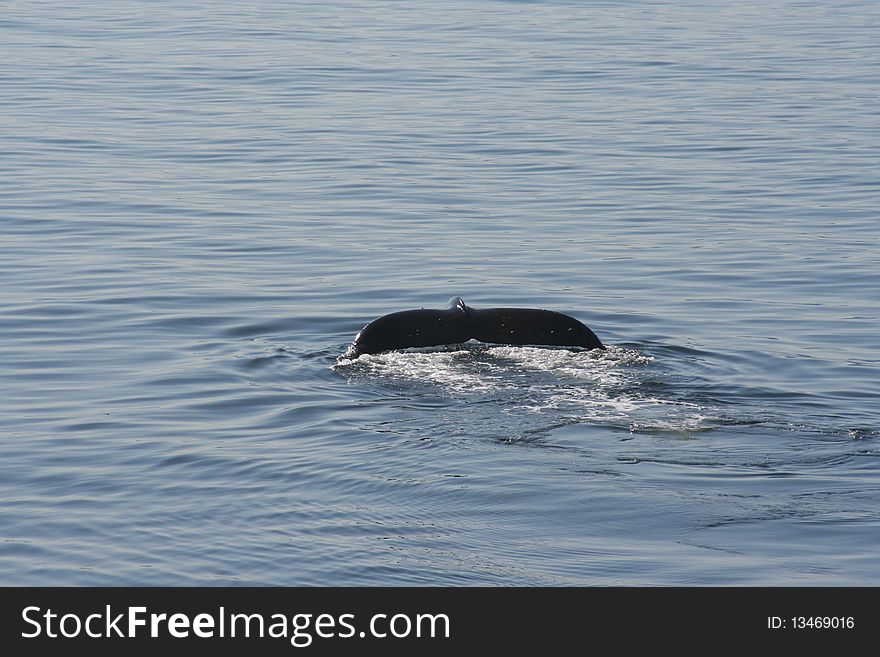 Humpback Whale Tail In Alaska