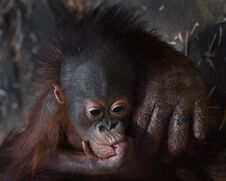 The Little Touching Baby Calf Of The Orangutan On The Mother’s Huge Hand, The Cheerful Hair Of The Baby Stock Photography
