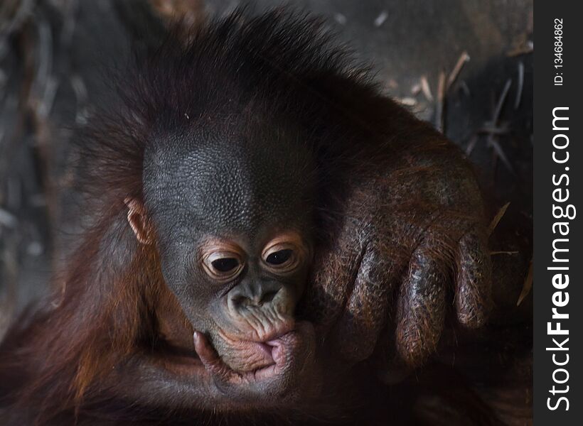 The little touching baby calf of the orangutan on the motherâ€™s huge hand, the cheerful hair of the baby, the hair upright. Cub thoughtfully sucks a finger