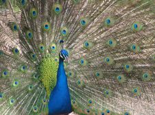 Blue Peacock Royalty Free Stock Photos