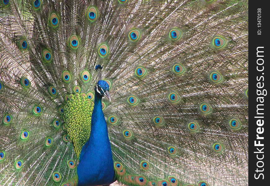 Amazing blue beautifull peacock from israel monkey park. Amazing blue beautifull peacock from israel monkey park