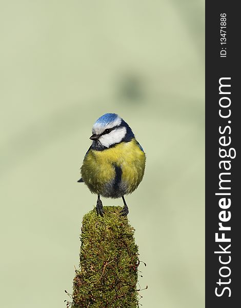 Blue tit sitting on wood. Blue tit sitting on wood