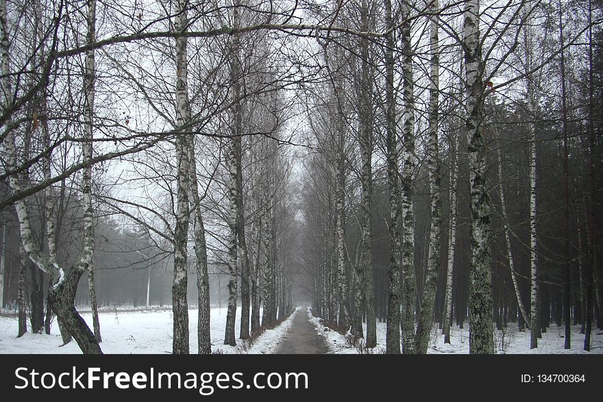 Snow, Winter, Tree, Woody Plant