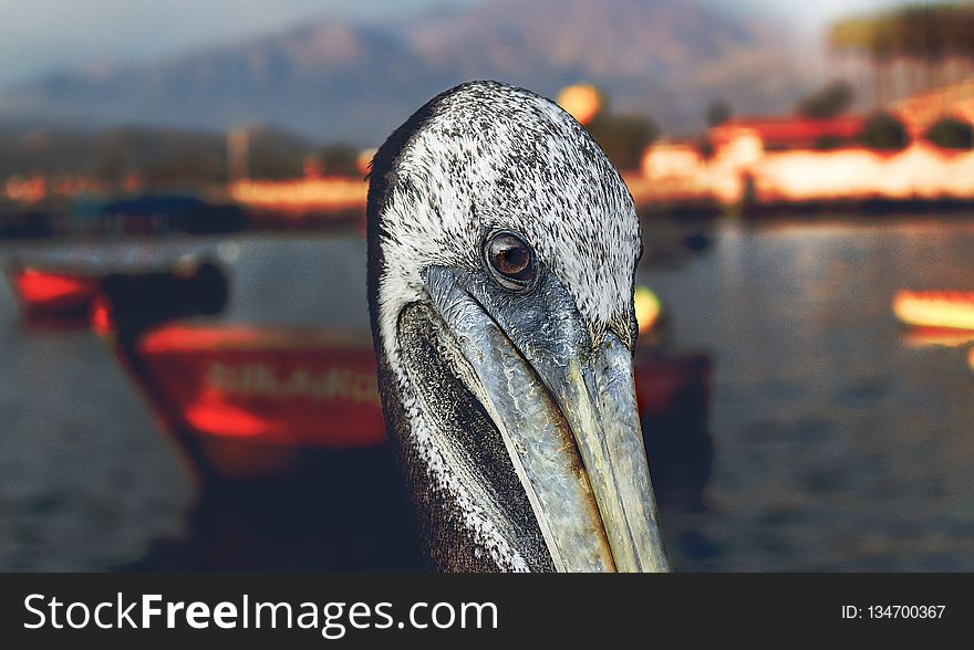 Beak, Pelican, Water, Bird
