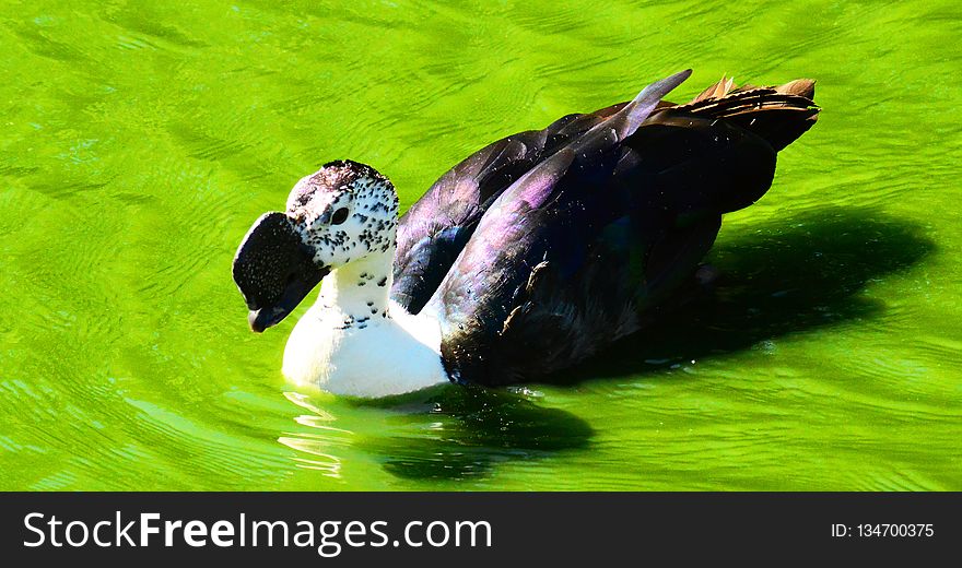 Fauna, Water, Water Bird, Beak