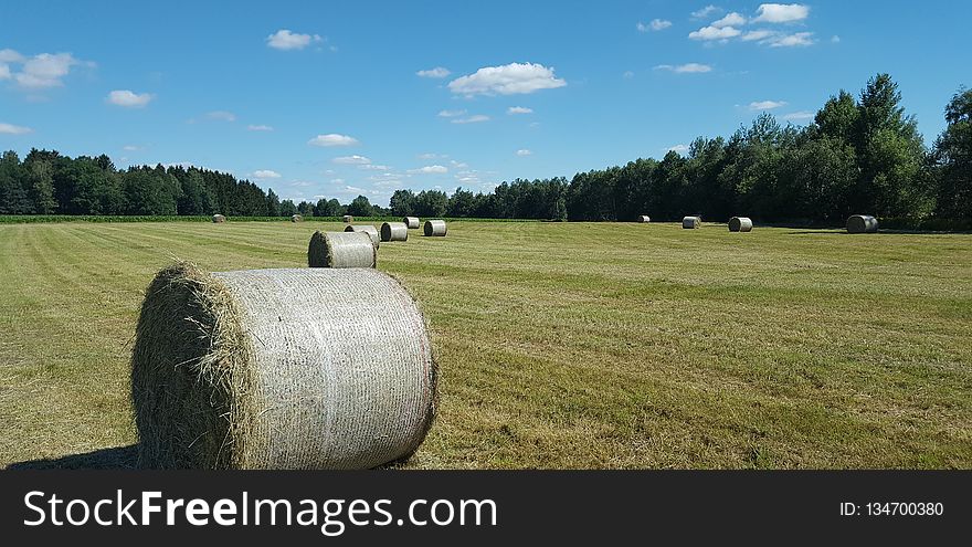Field, Grassland, Hay, Pasture
