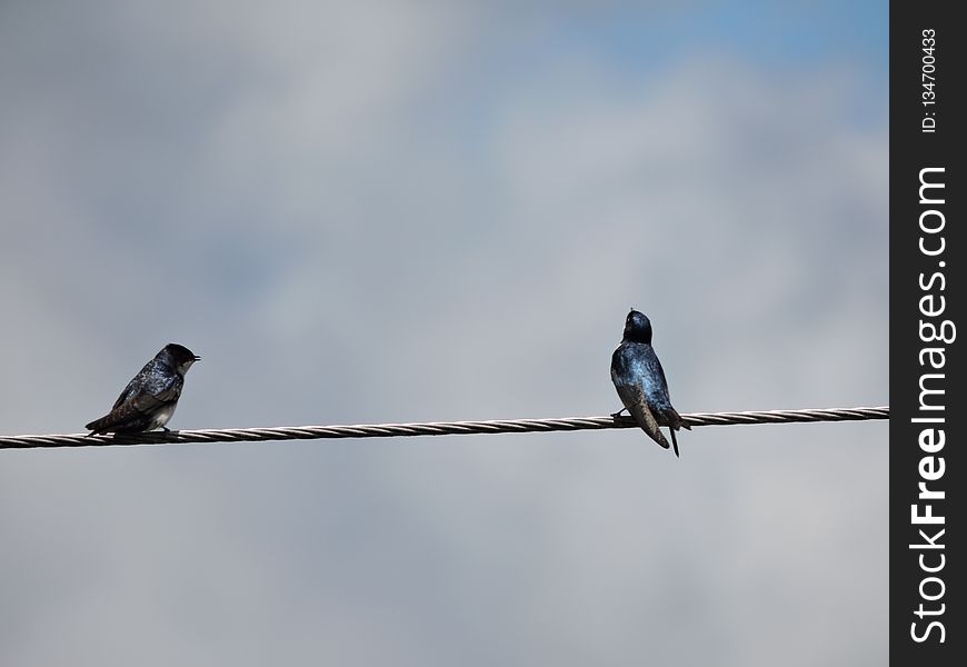 Bird, Sky, Fauna, Swallow