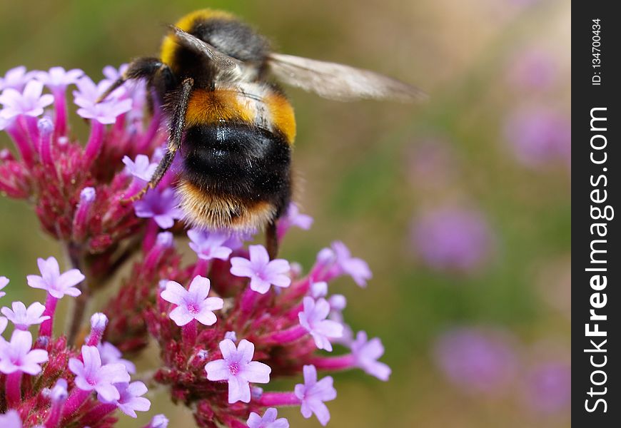 Bee, Bumblebee, Honey Bee, Nectar